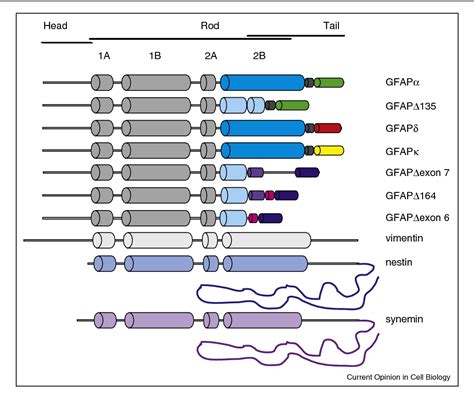 Glial fibrillary acidic protein: from intermediate filament ...